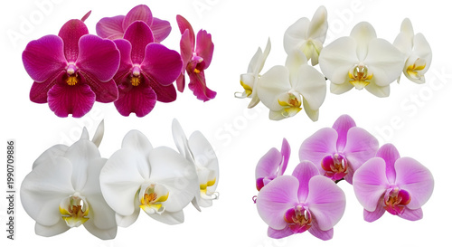 Vibrant pink and white orchid flowers on transparent background