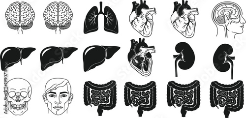 Complete human anatomy vector icon collection featuring internal organs like heart, brain, lungs, liver, intestines, and skull for medical, scientific, and healthcare designs