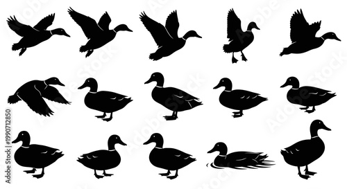 Set of Duck Silhouettes Vector Illustration Featuring Various Poses of Flying Standing and Swimming Mallard Ducks for Wildlife Design Projects