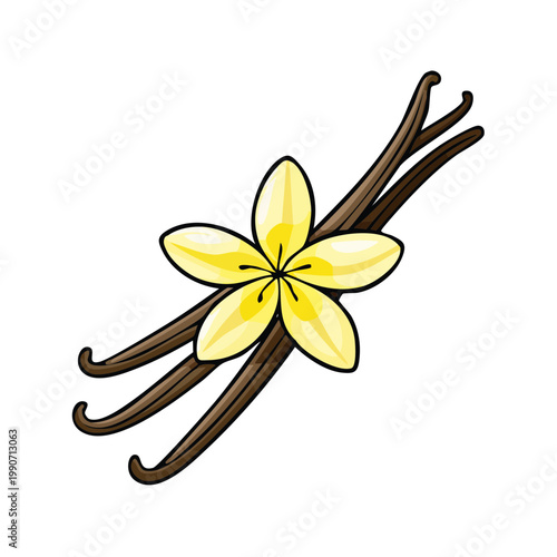 Fresh Vanilla Bean and Orchid Flower Illustration