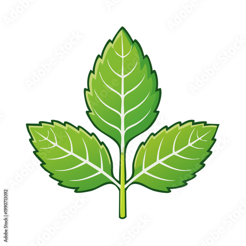 Vibrant green mint leaf illustration with detailed veins and serrated edges for freshness