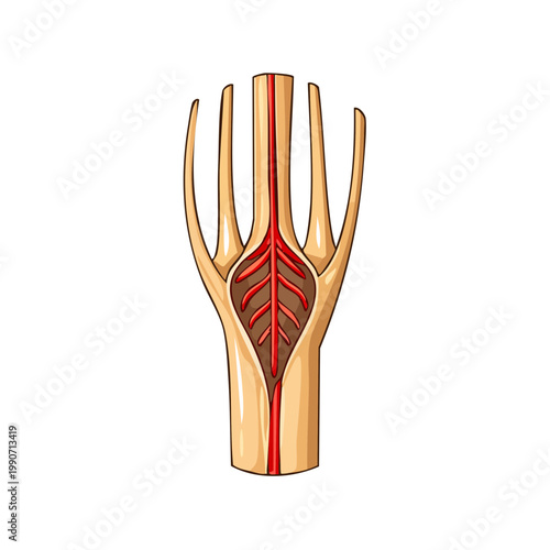 Schematic cross-section of a plant stem showing vascular bundles and xylem tissue