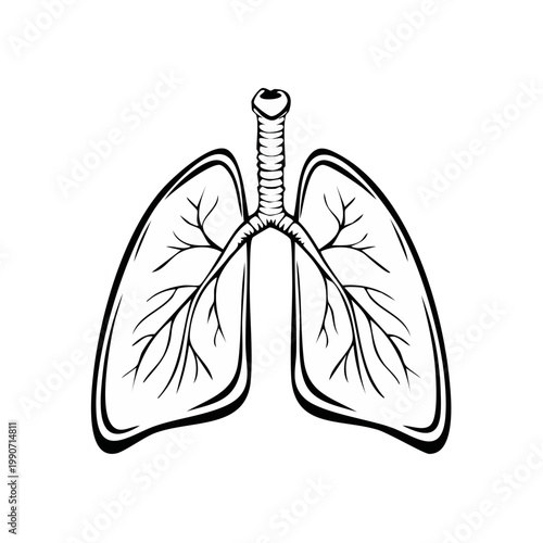 Black and White Vector Illustration of Human Lungs with Trachea and Bronchial Tree Branching Out