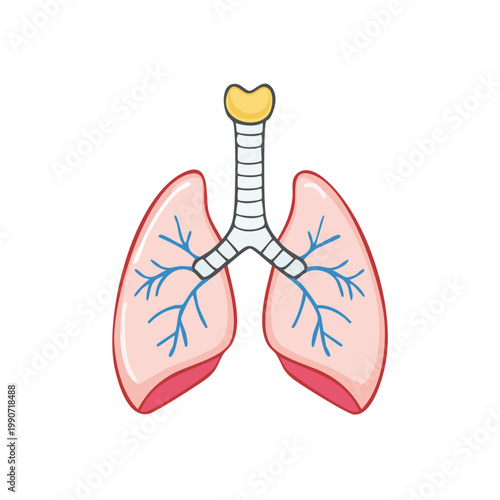 Illustration of healthy lungs and trachea, depicting the respiratory system's internal structure with detailed bronchioles.