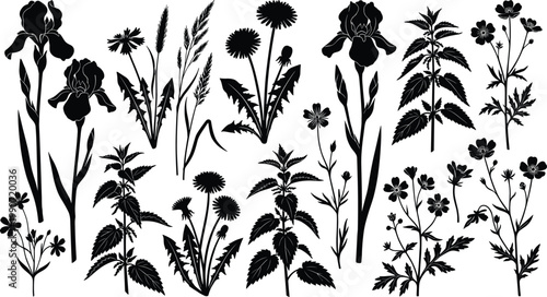 Botanical silhouette illustration set featuring irises, dandelions, nettles, grasses, buttercups, diverse plant and flower vector, natural design graphic, black-and-white drawing