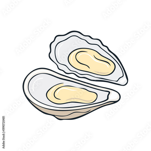 Freshly opened oysters with creamy flesh and shell detailed illustration isolated on white
