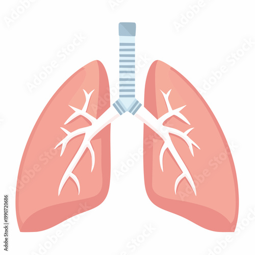 Illustrative Human Lungs with Bronchial Tree Anatomy for Respiratory Health Education and Anatomical Study Material