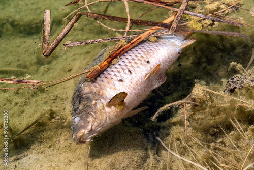 Dead fish floating in polluted shallow water with algae and insects highlighting environmental problem and ecosystem imbalance