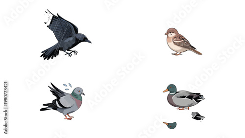 Four Feathered Friends: An illustrated compilation of four different bird species, each with unique feather patterns and distinct forms, showcases the charm of avian diversity.