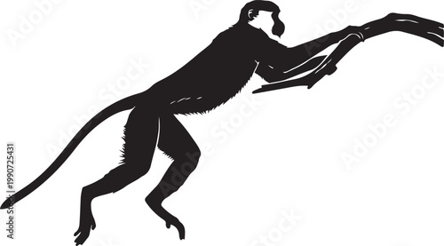 Patas monkey in silhouette.