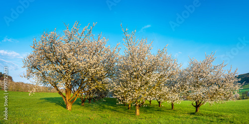 Streuobstwiese mit blühenden Kirschbäumen auf grüner Wiese unter blauem Himmel, Oberfranken, Bayern, Deutschland