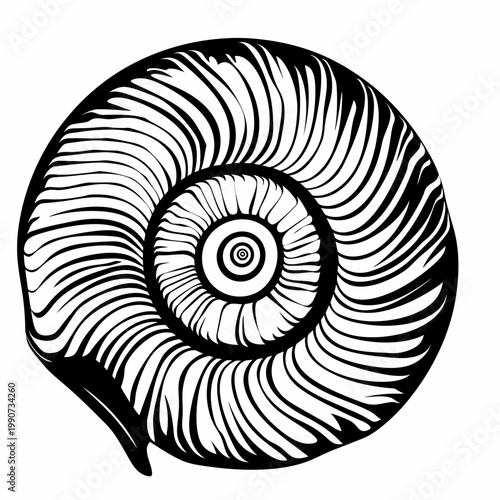Black and white illustration of a spiral seashell on a white background