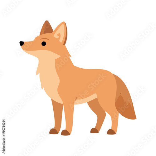 Cute coyote stands alert with perked ears and furry tail on a white background