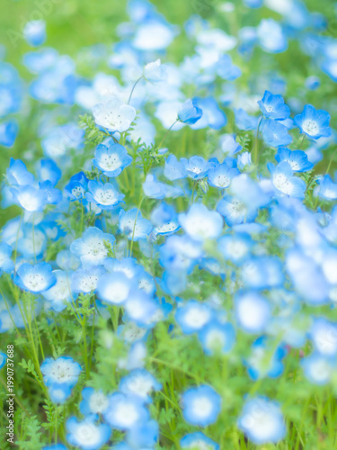 春の公園や花壇を彩るネモフィラのある風景。早春の花畑。フィルム調のやわらかいソフトフォーカス。ぼんやりした花畑のイメージ。自然風景素材。
