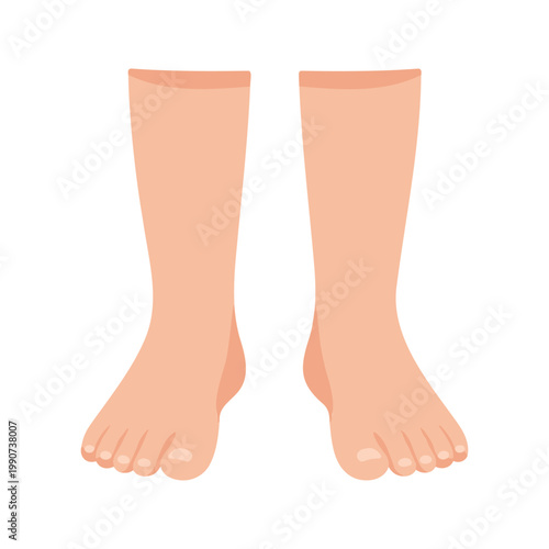 Standing symmetrical illustration showing two human feet and lower legs with a white background