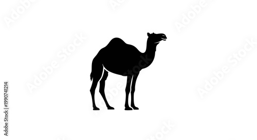 Silhouette of a Dromedary Camel Standing on White Background