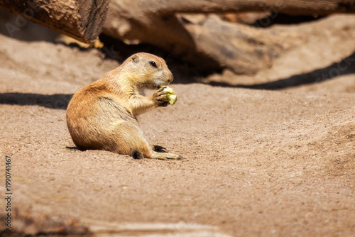 Ein Murmeltier (Marmota) sitzt im Sand in der Sonne und frisst ein Stück von einem Apfel