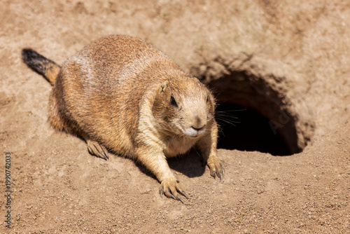 Ein Murmeltier (Marmota) liegt auf dem Sandboden neben dem Eingang zu einem Bau
