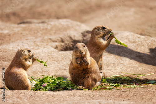 Drei Murmeltiere (Marmota) sitzen auf einem Sandboden und fressen Grünzeug