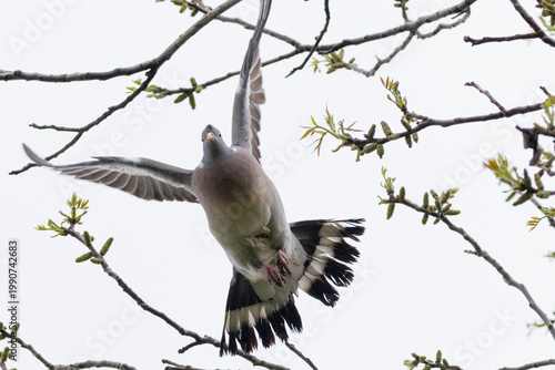 osprey in flight