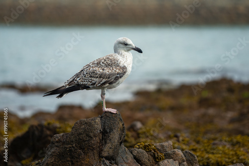 Seagull resting on a rock by the turquoise sea on Guernsey Island, Channel Islands.