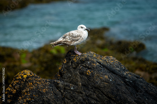 Seagull resting on a rock by the turquoise sea on Guernsey Island, Channel Islands.
