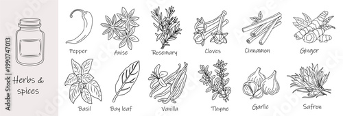 Hand drawn botanical sketch shows spice jar and herbs. Detailed outlines depict common culinary plants. Each herb labeled with traditional names. Perfect for cooking, health