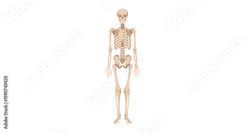 A complete full-body human skeleton stands in a front-facing anatomical position with realistic beige shading against a clean, bright white background.