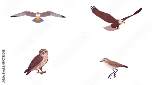 Avian Quartet: A collection of four distinct birds captured against a clean backdrop, showcasing the beauty and diversity of the avian world.