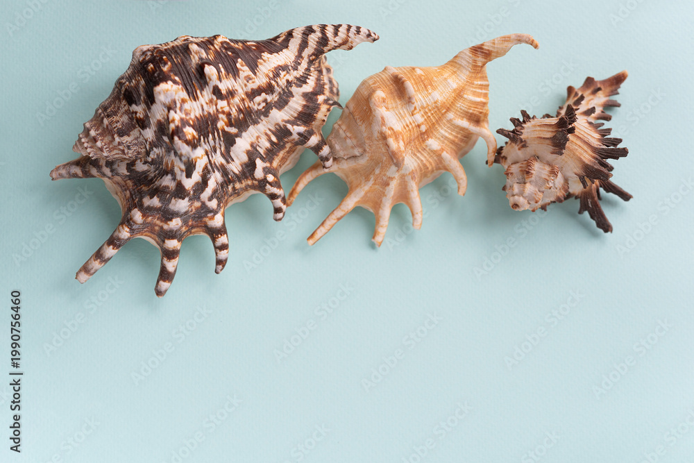 Fototapeta premium Seashells. Summertime concept. Flat lay composition with three sea shells on blue background, top view, mockup, copy space for text