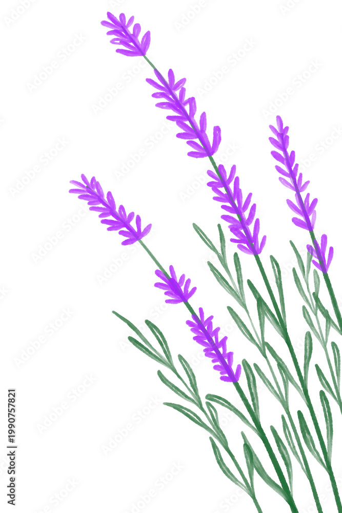Fototapeta premium Hand Drawn Watercolor Lavender Floral Decoration PNG on Transparent Background 