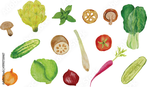 watercolor vegetables illustration, basil, mushroom ,tomato, cabbage, lemongrass, onion, carrot cucumber, bok choy, lotus root, artichoke