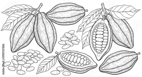 Detailed botanical illustration of cocoa pods on branches with leaves and piles of cocoa beans in a vintage sketch style.