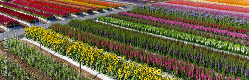 Photos Aerial view of colorful flower fields with sunflowers and celosia blooming in neat rows