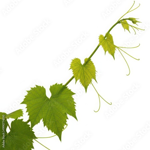 A detailed map of the european continent in green and yellow tones