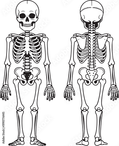 Comparison of human and juvenile skeletal structures from a frontal view