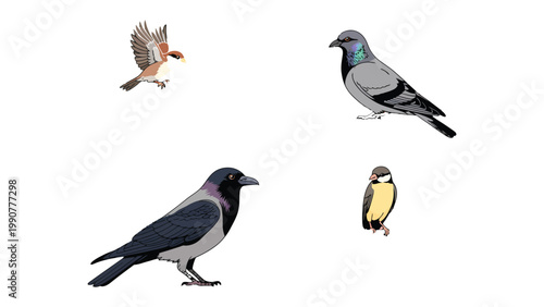 Diverse Bird Collection: A compilation of different bird species, showcasing the beauty and variety found in the avian world. Each bird is captured in a distinct pose.