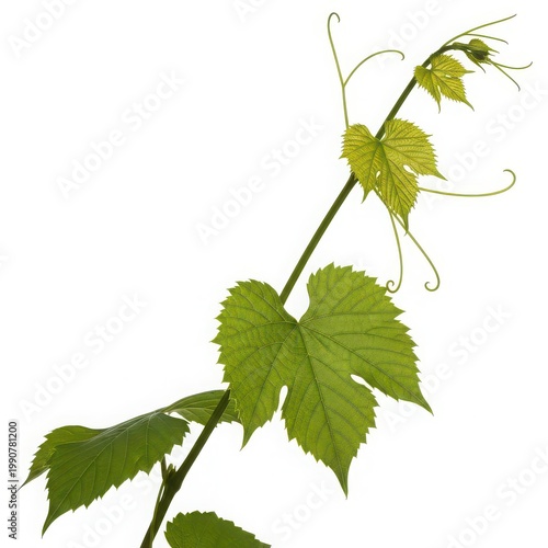 Map of india highlighting its diverse geographical regions and borders