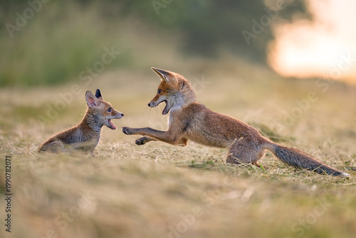 Two red fox cubs are playing in a meadow at sunrise.