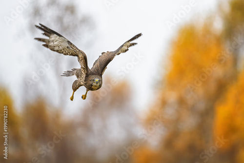 A golden eagle caught while hunting wild game.