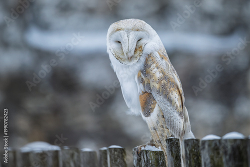 The barn owl is not on the wooden fence and is watching its surroundings.