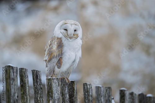 The barn owl is not on the wooden fence and is watching its surroundings.
