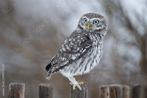 The little owl is sitting on a wooden stump and looking around.