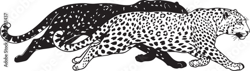 vector illustration of an elephant