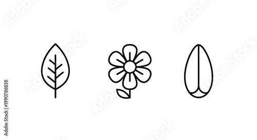 Simple line drawings of flower leaf.