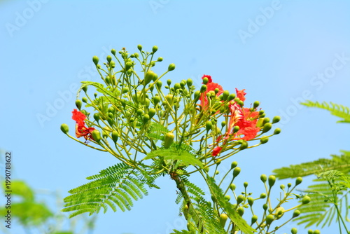 Foto Royal Poinciana Red Flowers and Green Buds Against Blue Sky