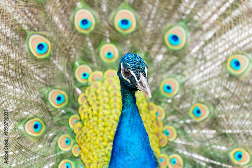 Paw w ogrodzie zoologicznym