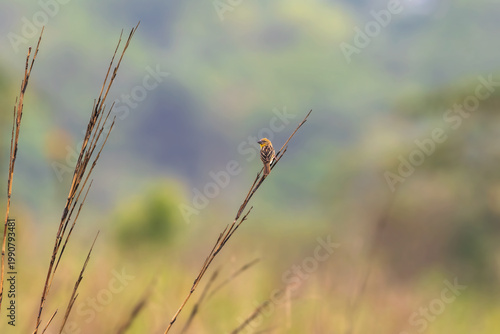Finn's weaver (Ploceus megarhynchus) at Manas National Park, Assam, India.