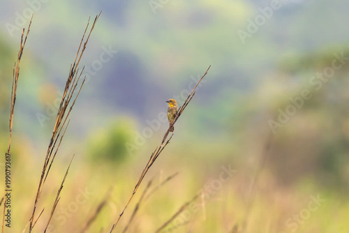 Finn's weaver (Ploceus megarhynchus) at Manas National Park, Assam, India.