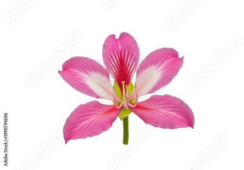Beautiful pink flower with six petals isolated on transparent background